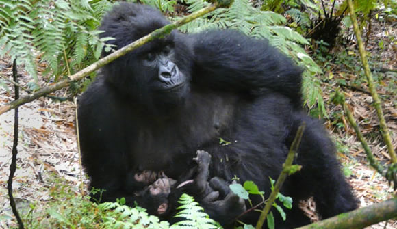 Mountain gorilla Rwanda