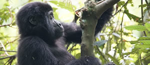 Rwanda Gorilla