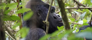 Mountain Gorillas