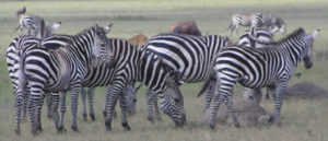 Zebras in Akagera