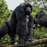 5 Days Lowland Gorilla Safari and Mountain Hike